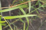 Bog smartweed